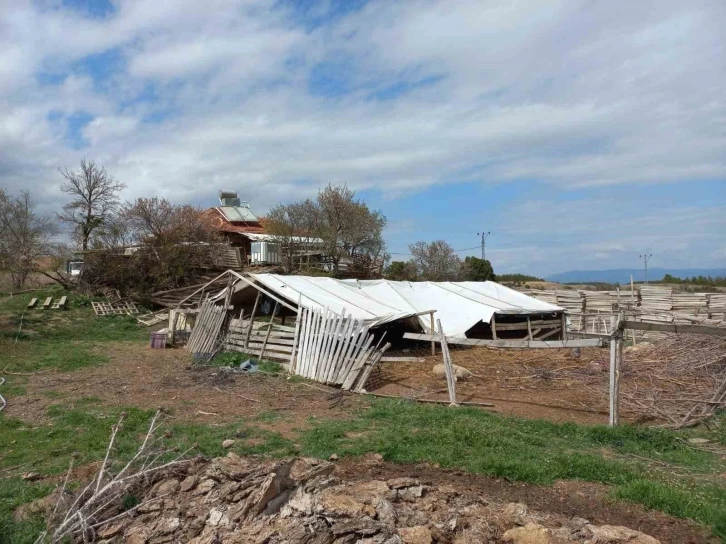 Ahıra giren kurtlar koyunları telef etti
