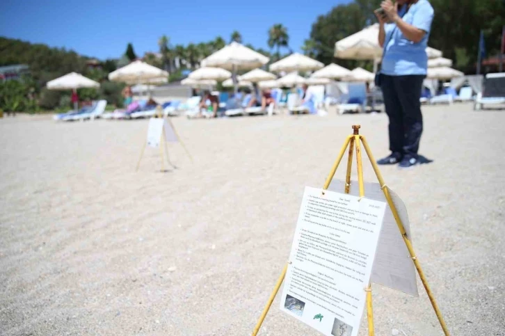 Alanya plajlarında caretta caretta yumurtaları otellerin koruması altında