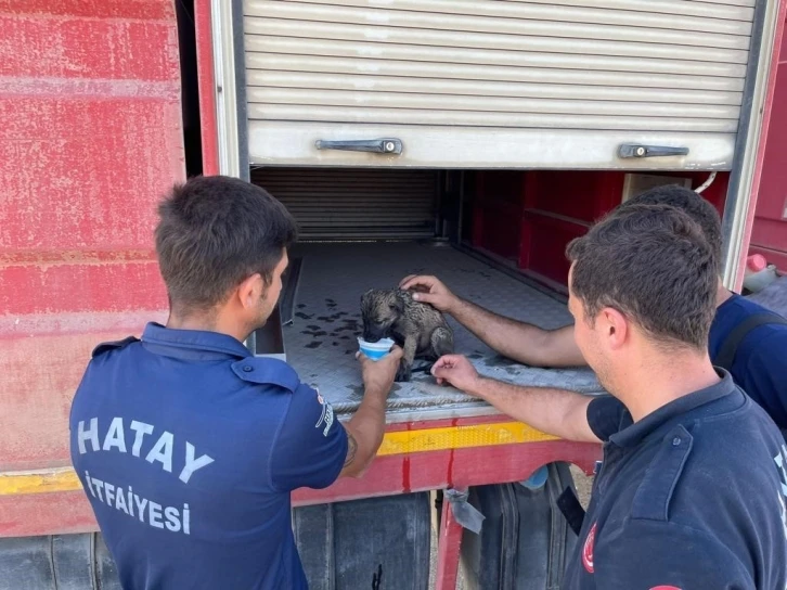 Alevler arasında kalan yavru köpek itfaiye ekiplerince kurtarıldı
