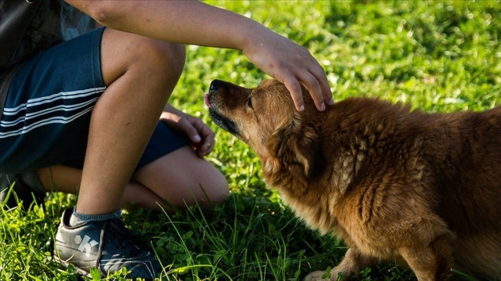 Almanya'da belediyeler geçen yıl köpek vergisinden rekor gelir elde etti