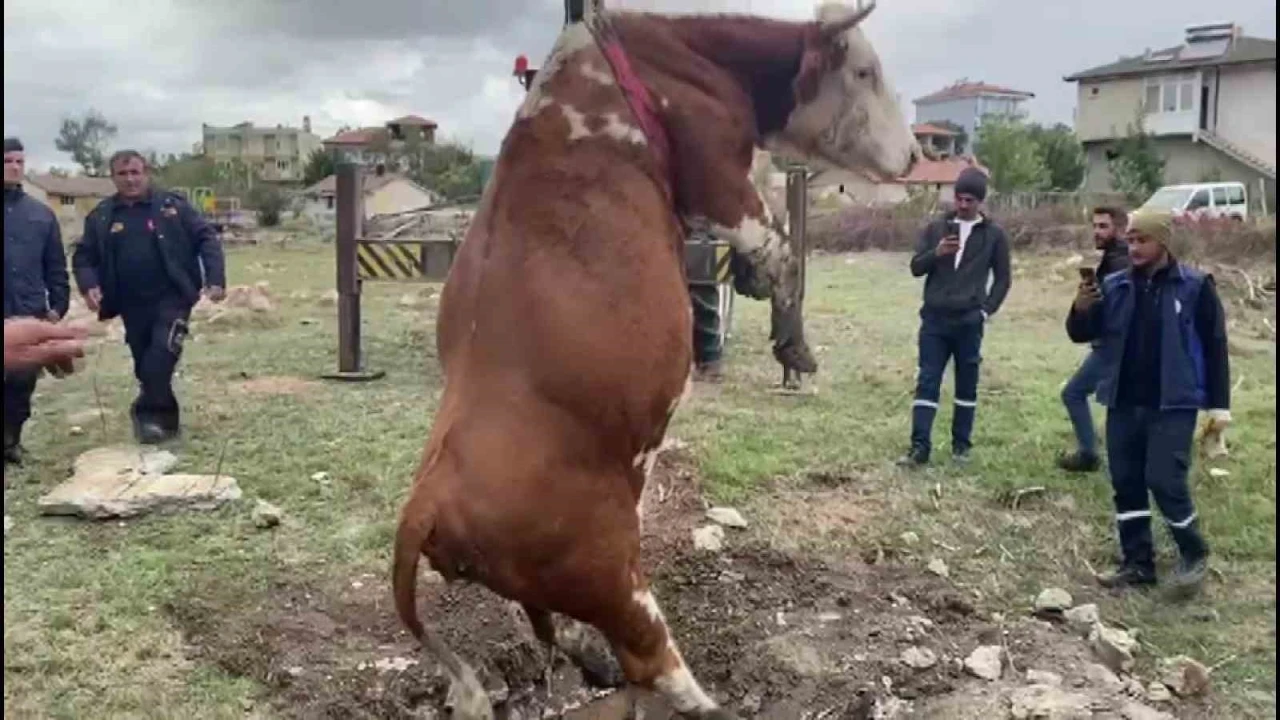 Amasya’da çukura düşen inek vinç yardımıyla kurtarıldı
