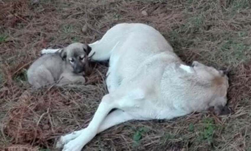 İğrenç olay! Anne köpeğe tecavüz edip...