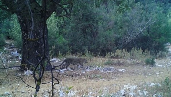 Anadolu parsı aylar sonra bir kez daha görüntülendi
