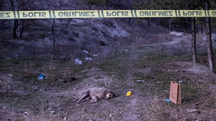 Ankara'da tüfekle vurulmuş 4 köpek ölüsü bulundu