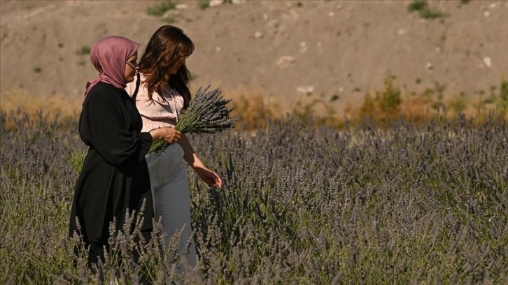 Ankara'da vatandaşlar lavanta hasadına katıldı