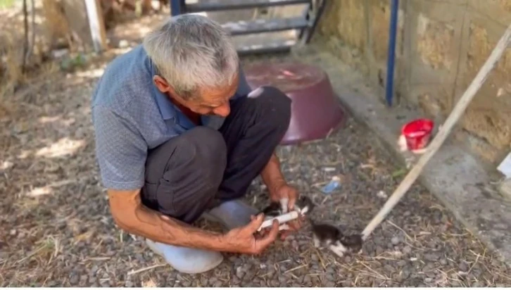 Annesiz kalan yavru kedileri şırınga ile besliyor
