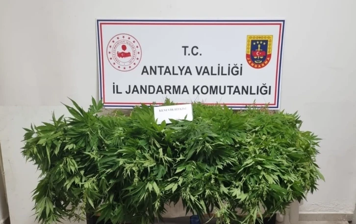 Antalya’da  248 kök kenevir bitkisinin ve 33 gram kubar esrar maddesi ele geçirildi
