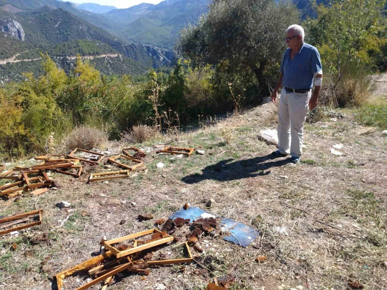 Antalya’da aç kalan ayılar kovanları parçaladı
