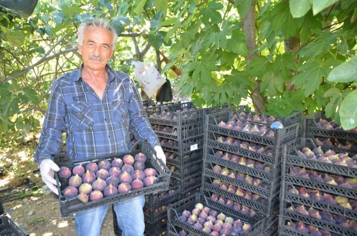 Antalya’da incir hasadı başladı