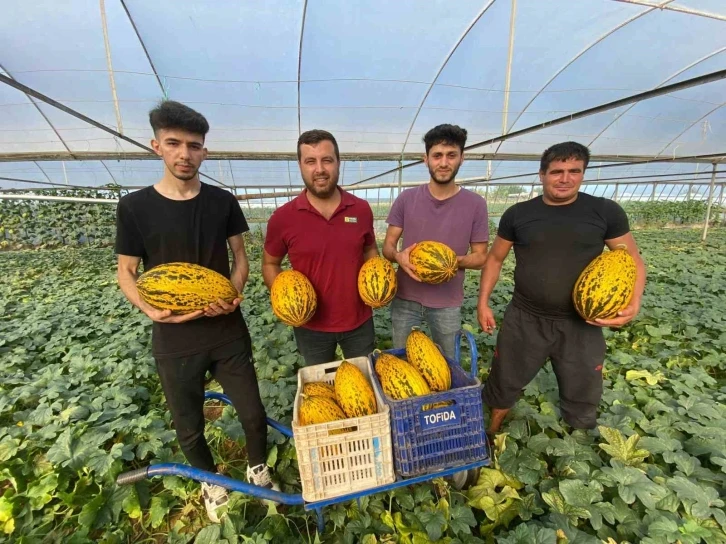 Antalya’da örtüaltı kavun hasadı üreticinin yüzünü güldürüyor
