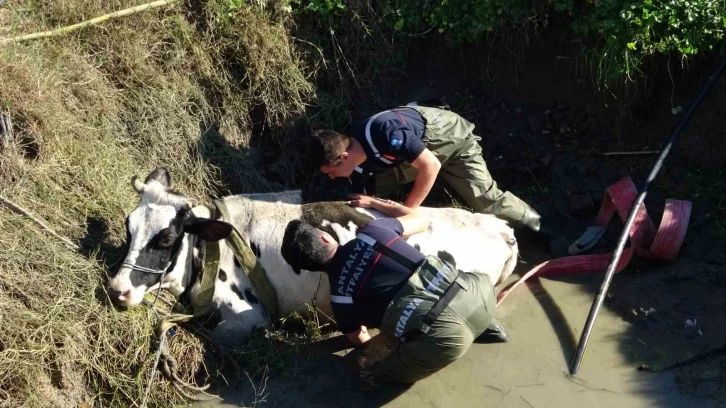 Antalya’da sulama kuyusuna düşen inek seferberliği
