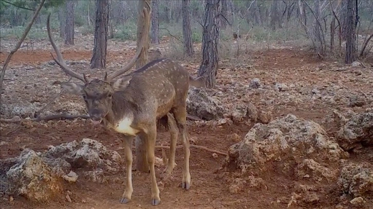 Antalya ormanlarındaki alageyikler fotokapana yansıdı