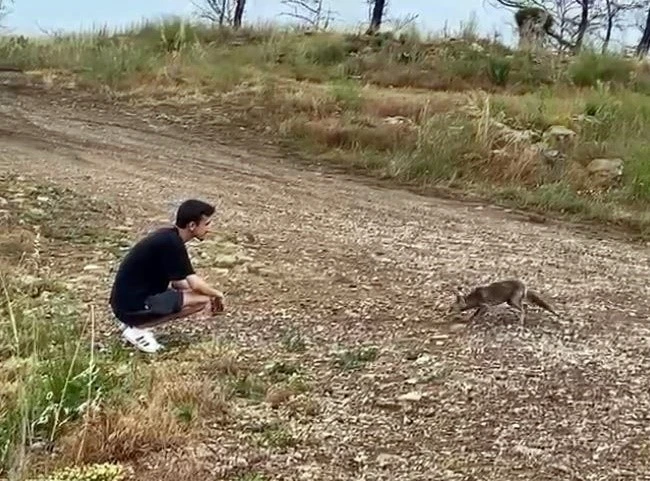 Araçtan börek kabının kapağını çalıp kaçan tilki, börek teklifiyle geri döndü
