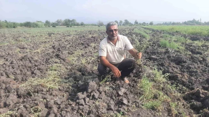 Arazi anlaşmazlığı yaşayan çiftçinin yonca ekili 30 dekar tarlasını gece vakti sürdüler
