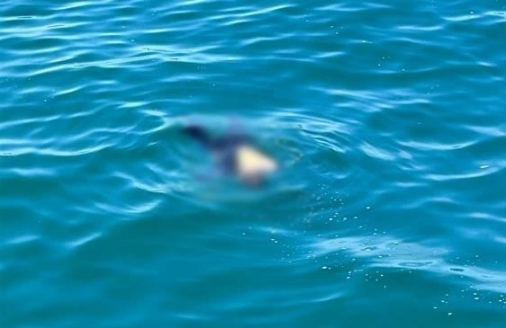 Artvin’de denizde bulunan erkek cesedinin kimliği belli oldu
