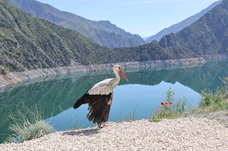 Artvin’de tedavisi tamamlanan leylek doğaya bırakıldı
