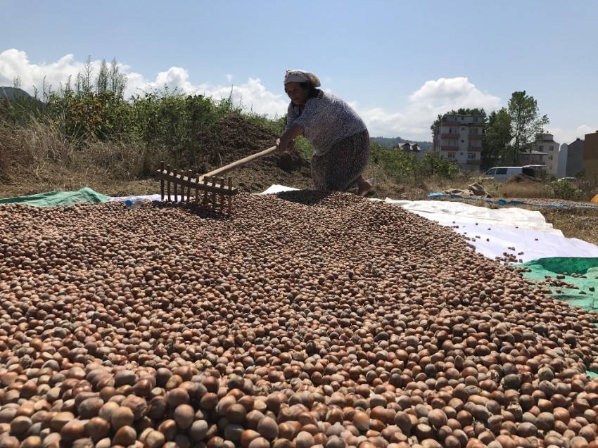 Üretici fındık fiyatına tepkili!