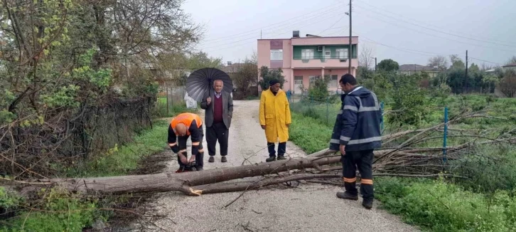 Aşırı rüzgar Kozan’da ağaçları devirdi
