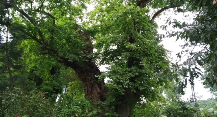 Asırlık çınarların koruma altına alınması talebi
