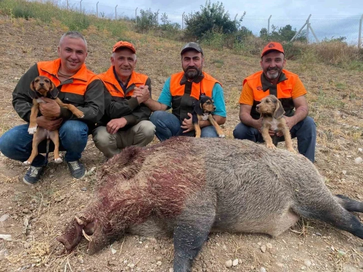 Avcılar 234 kiloluk yaban domuzu avladı
