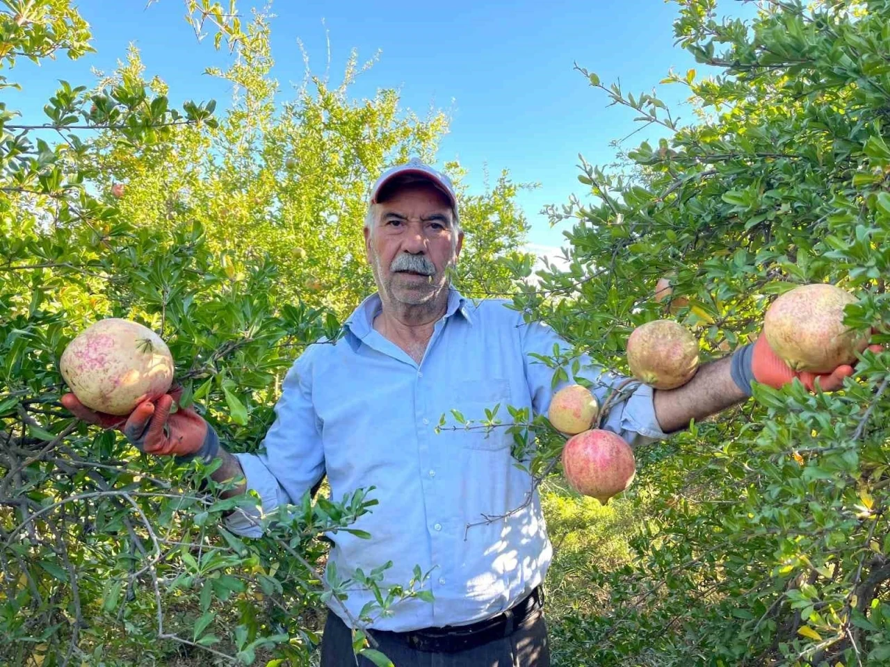 Avrupa Birliği tescilli narın hasadı başladı
