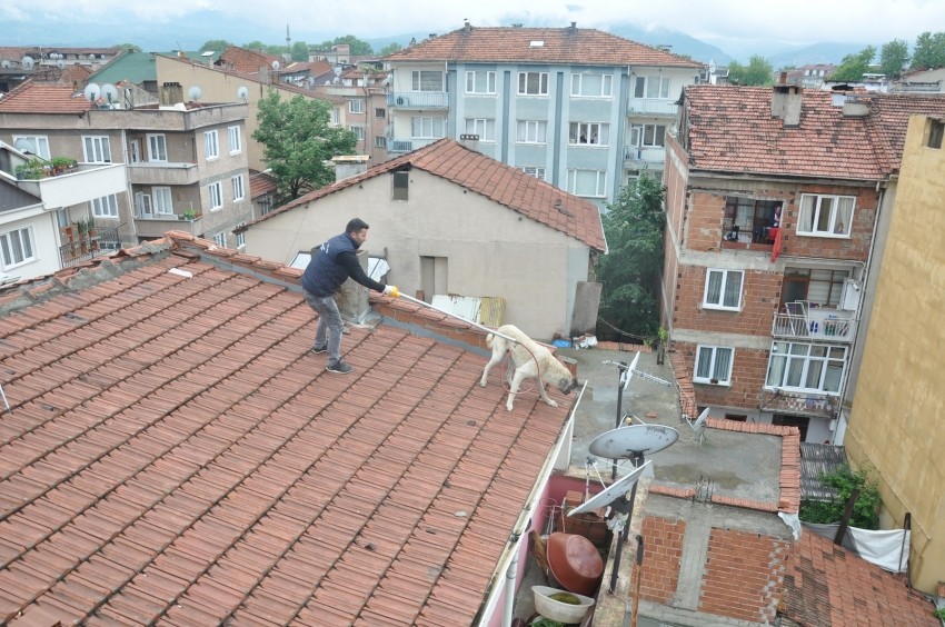 Bursa'da mahsur kalan köpek için seferberlik