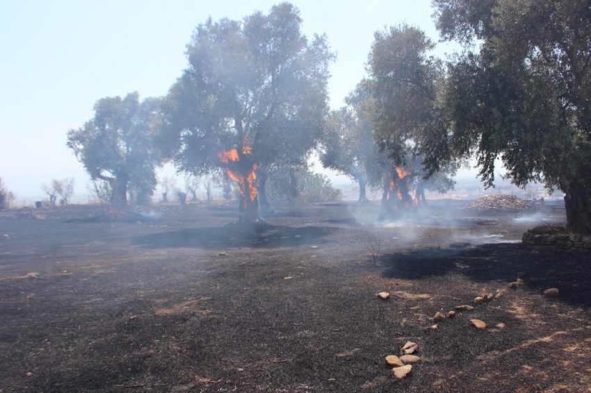  Asırlık zeytin ağaçları küle döndü