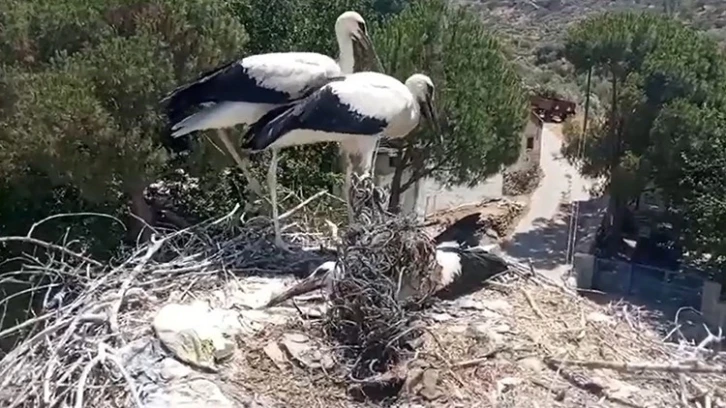 Ayağına ip dolanan leyleği muhtarın dikkati kurtardı
