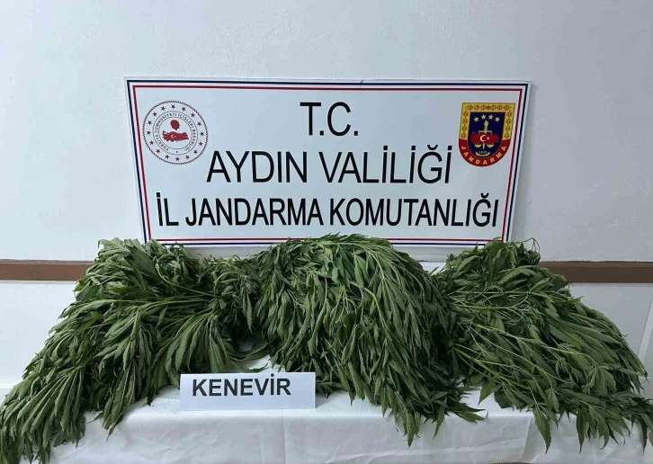 Aydın’da 90 kök kenevir ele geçirildi
