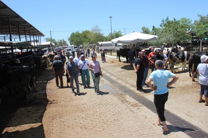 Aydın’daki hayvan pazarında bu yıl durgunluk yaşanıyor

