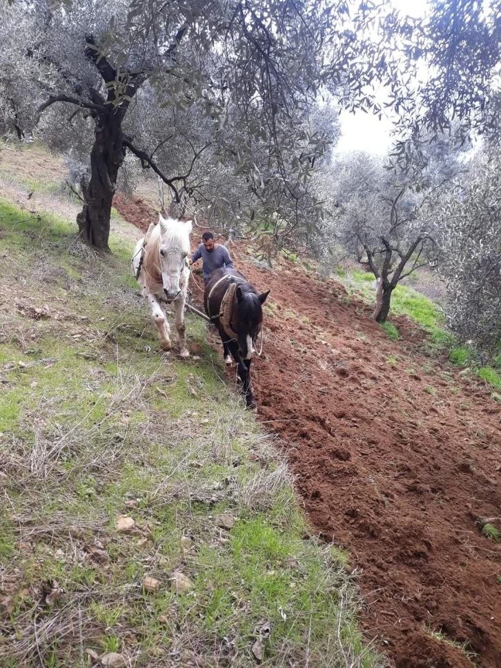 Aydın’ın dağlarında atlar, çiftçinin imdadına yetişiyor
