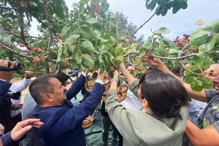 Ayvacık’ta üretilen Antep fıstığı kurulacak tesis ile markalaşacak
