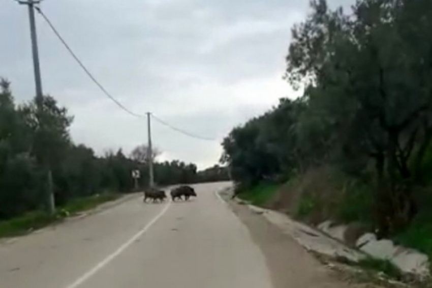 Bursa'da domuz sürüleri yine görüntülendi