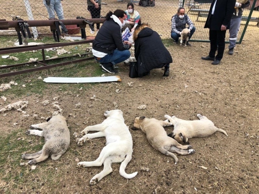 Vahşet: Polatlı’da çok sayıda  köpek zehirlenerek öldürüldü