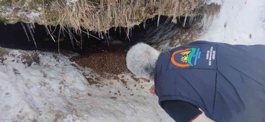 Annesiz kalan 7 yavru köpeğe Tarım ve Orman Müdürlüğü sahip çıktı