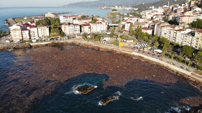 Selin sürüklediği ağaçlar deniz yüzeyini kapladı