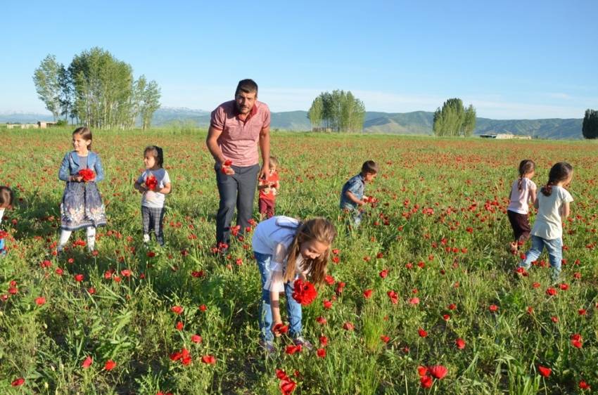 Muş Ovası kırmızıya büründü