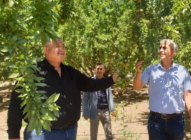 Badem üreticileri Cumhurbaşkanından müjde bekliyor
