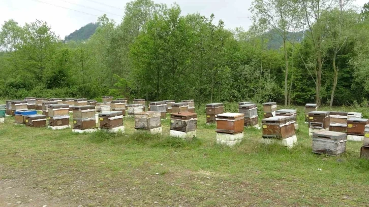 Bahar yağmurları arıcıların yüzünü güldürdü
