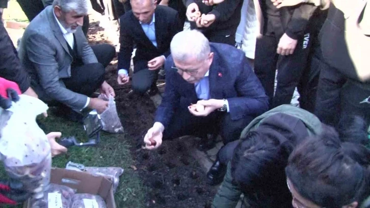 Baharı müjdeleyecek olan laleler, Üsküdar’da toprağa dikildi
