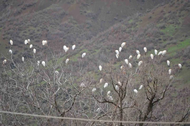 Baharın habercisi leylekler Şırnak yaylalarına ulaştı
