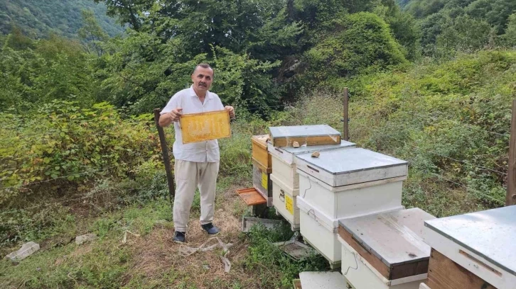 Bal arıları petek üzerinde ‘Allah’ yazısı oluşturdu
