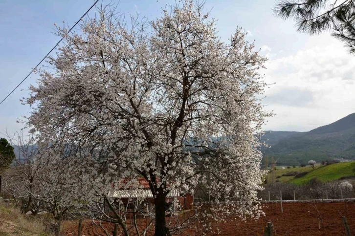 Balıkesir’de ağaçlar erken çiçek açtı
