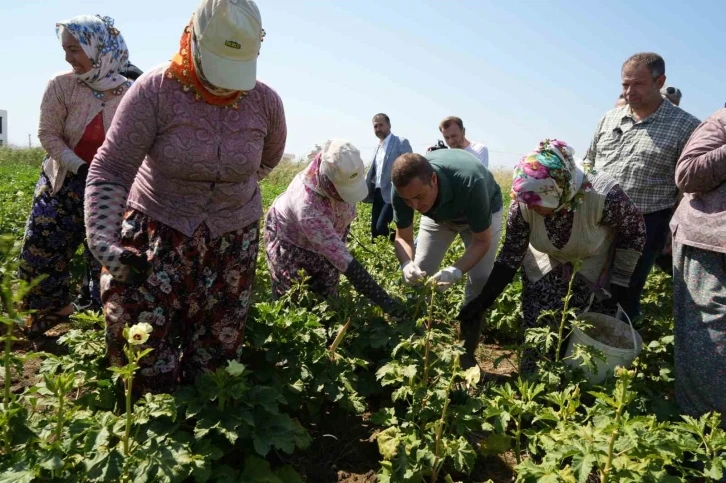 Balıkesir’de alım garantili bamya hasadı başladı
