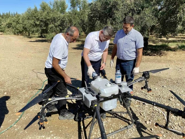 Balıkesir’de zeytin sineğiyle mücadelede sürüyor
