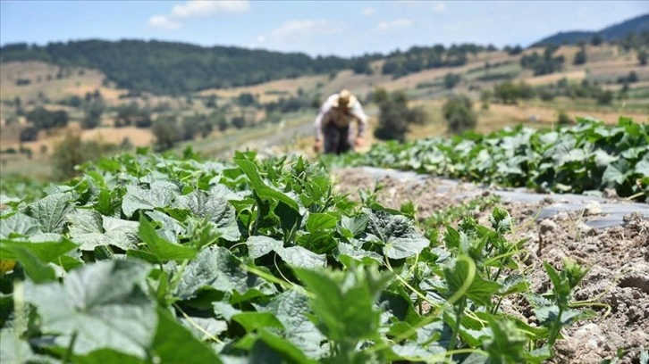 Balıkesir'de üretilen coğrafi işaretli Sındırgı kornişonunda hasat başladı