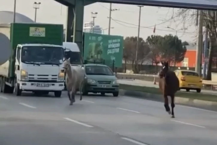 Bursa'da başıboş atlar yollarda cirit atıyor