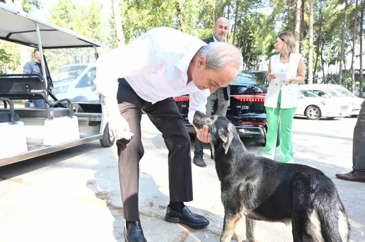 ’Köpek yakıldı’ iddialarına Kepez Belediyesi'nden cevap