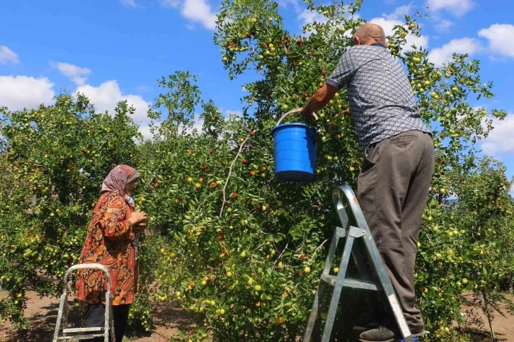 Başkent’in yanı başında yetişen hünnabın hasadı başladı
