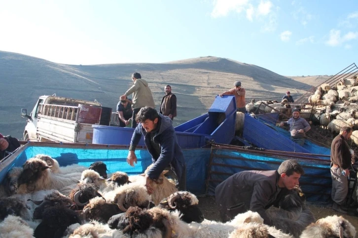 Bayburt’ta küçükbaş hayvanlar mobil koyun yıkama makineleriyle yıkanarak ilaçlanıyor
